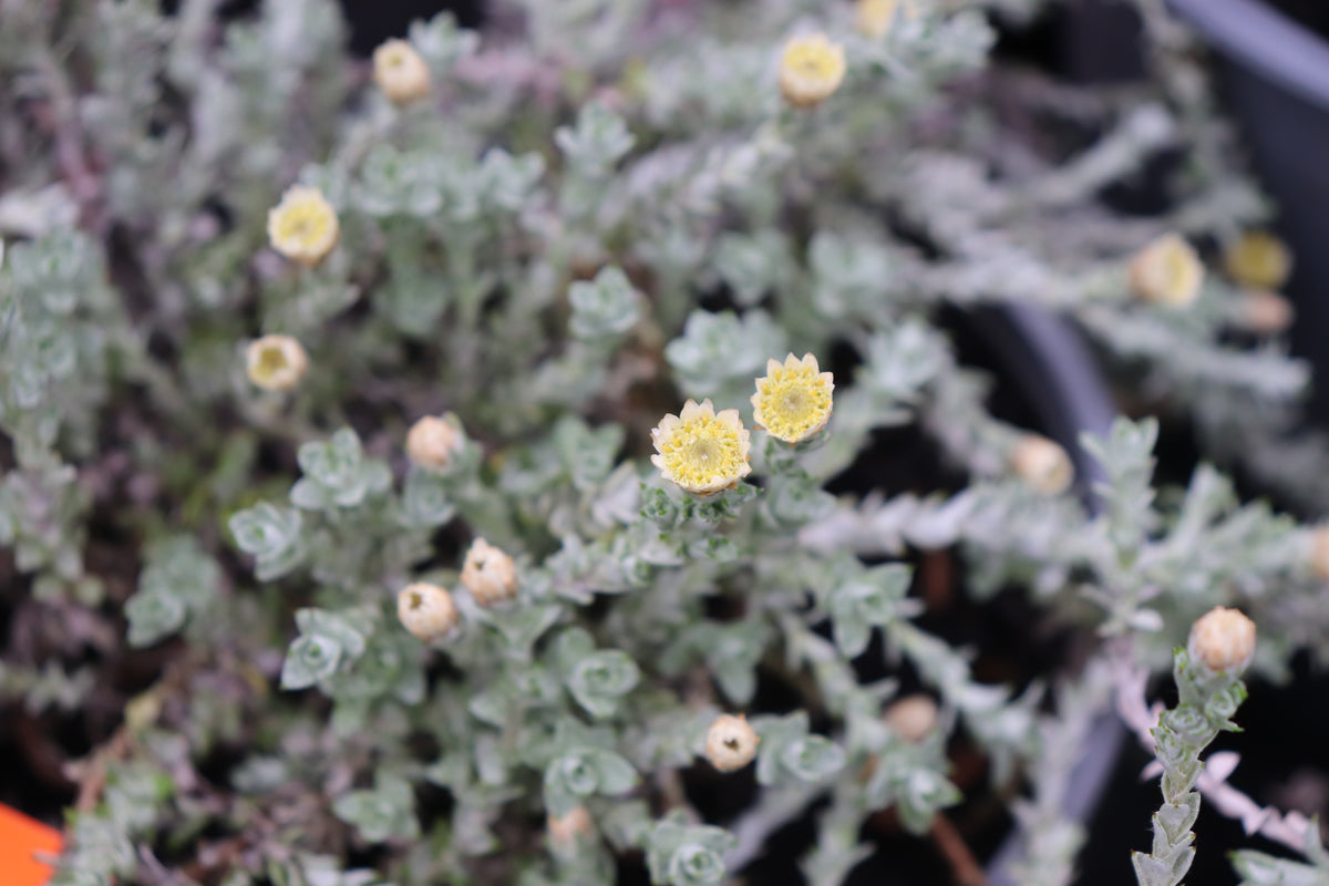 Helichrysum Graeme Paterson