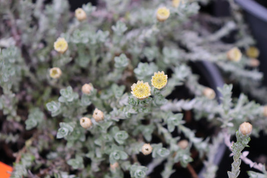 Helichrysum Graeme Paterson