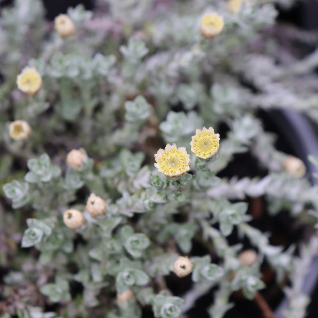 Helichrysum Graeme Paterson Image