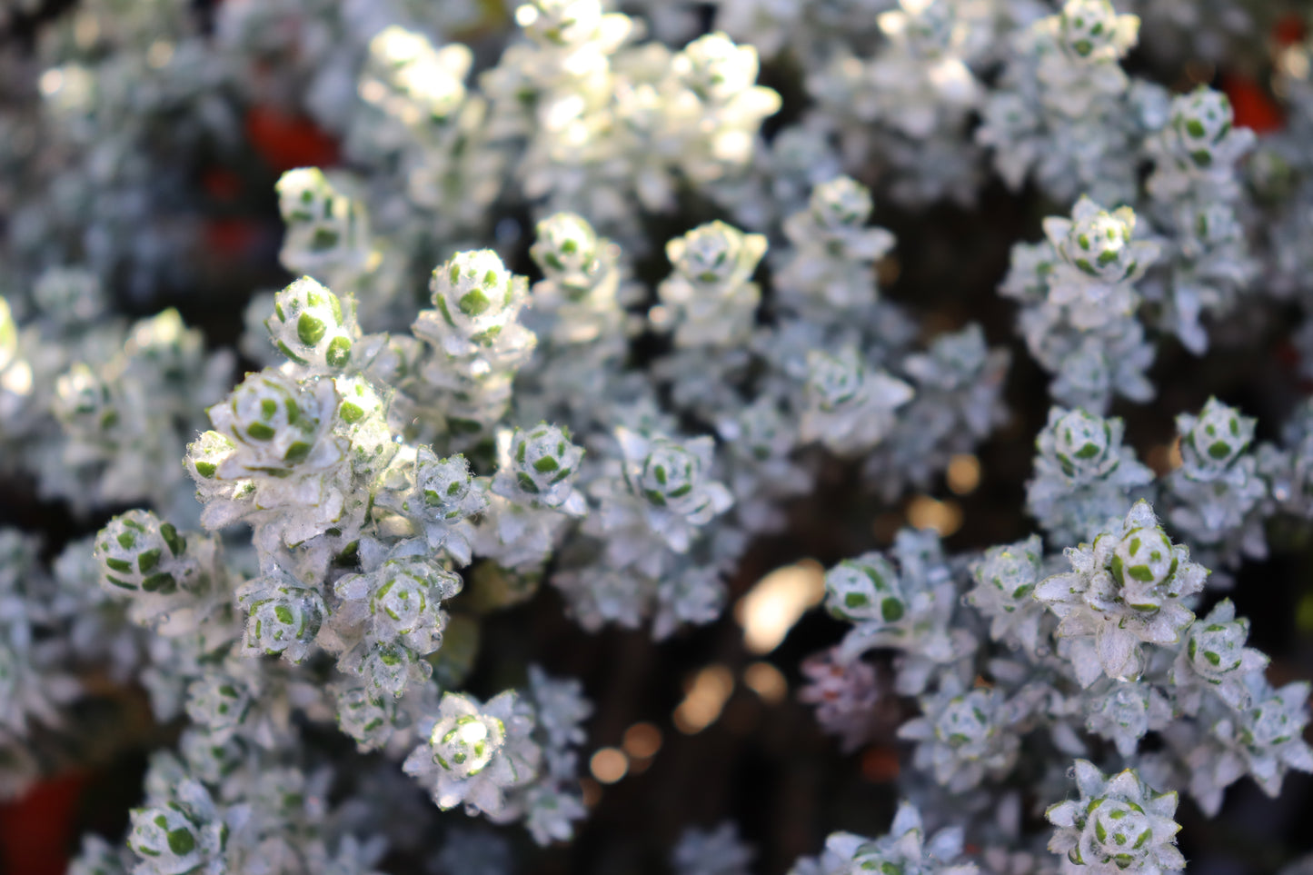 Helichrysum coralloides