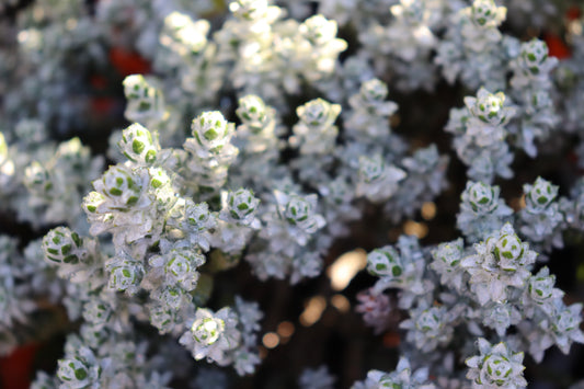 Helichrysum coralloides