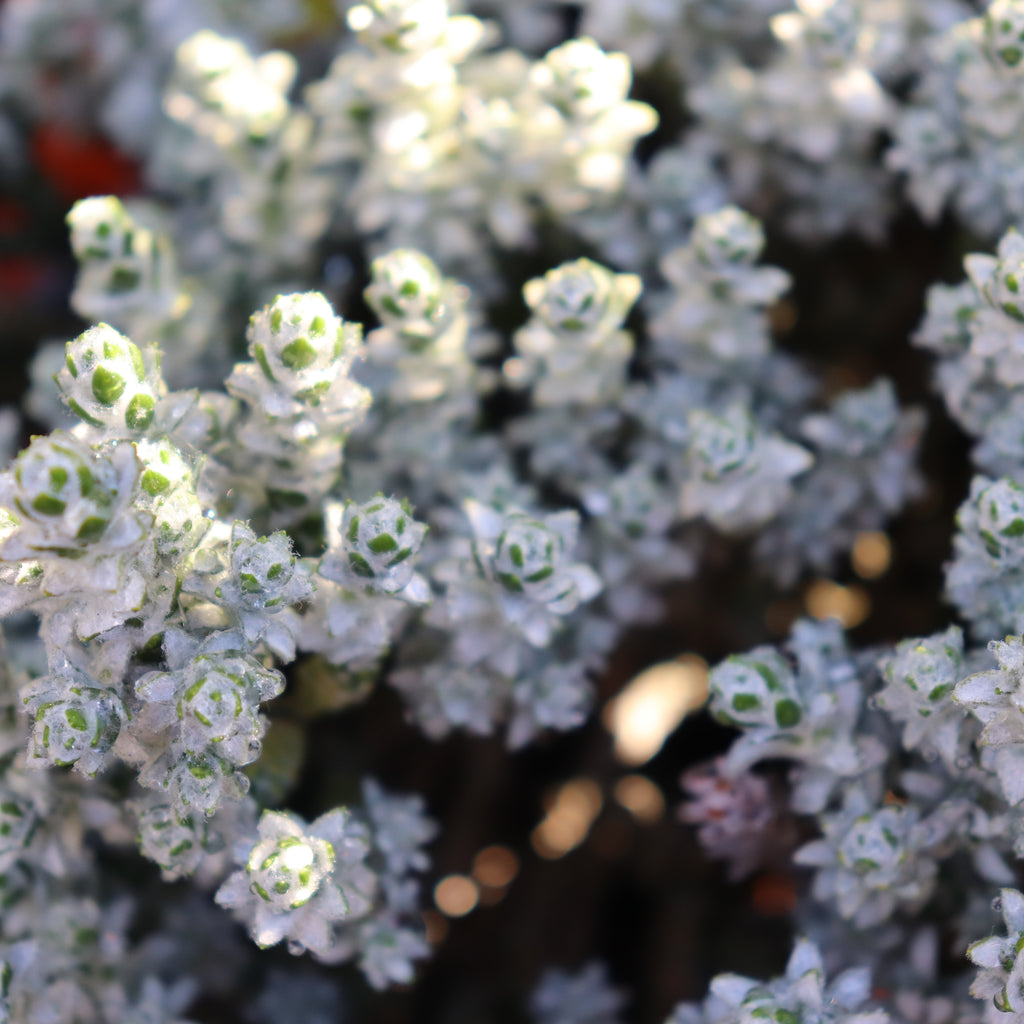 Helichrysum coralloides Image