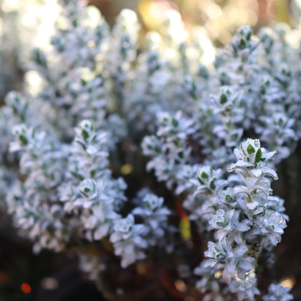 Helichrysum coralloides Image