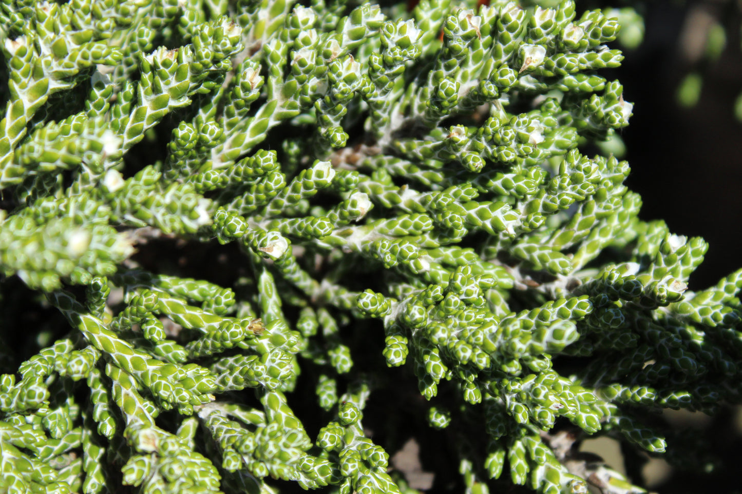 Helichrysum selago