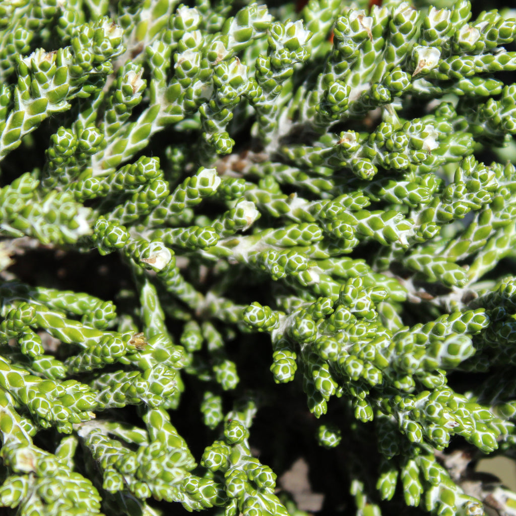 Helichrysum selago Image