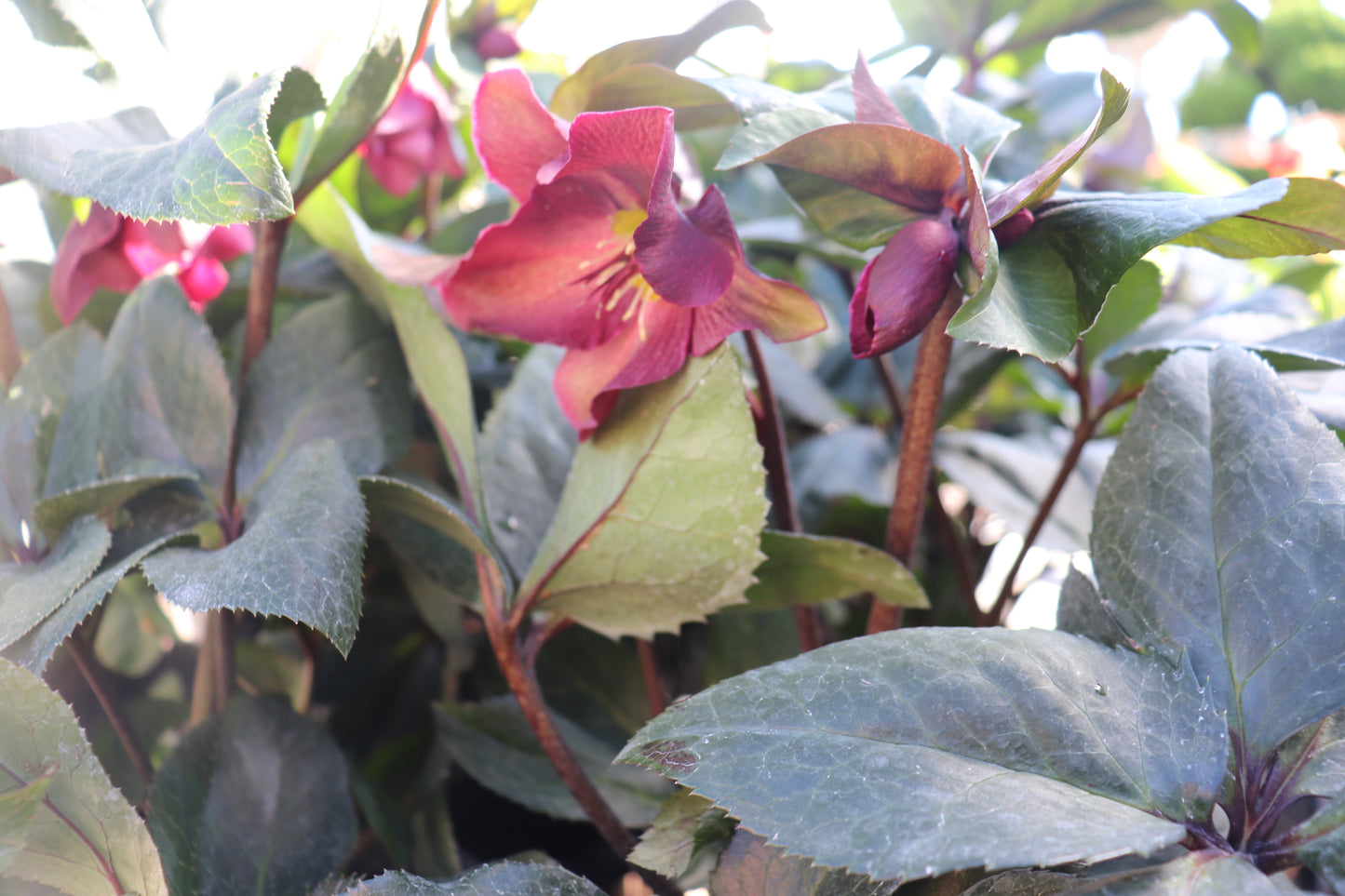 Helleborus Ice N Roses Merlot