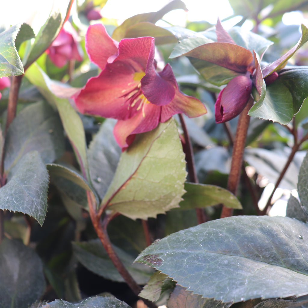 Helleborus Ice N Roses Merlot Image