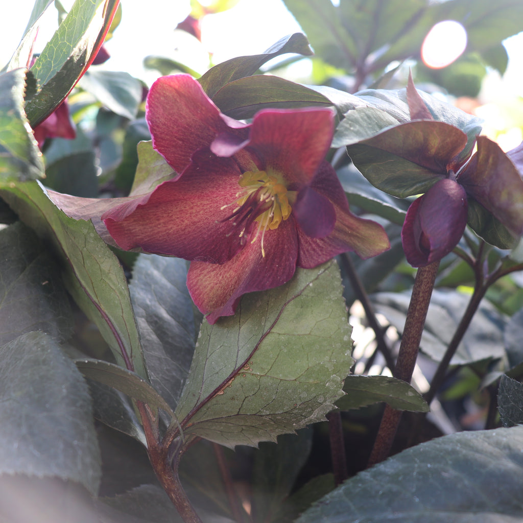 Helleborus Ice N Roses Merlot Image
