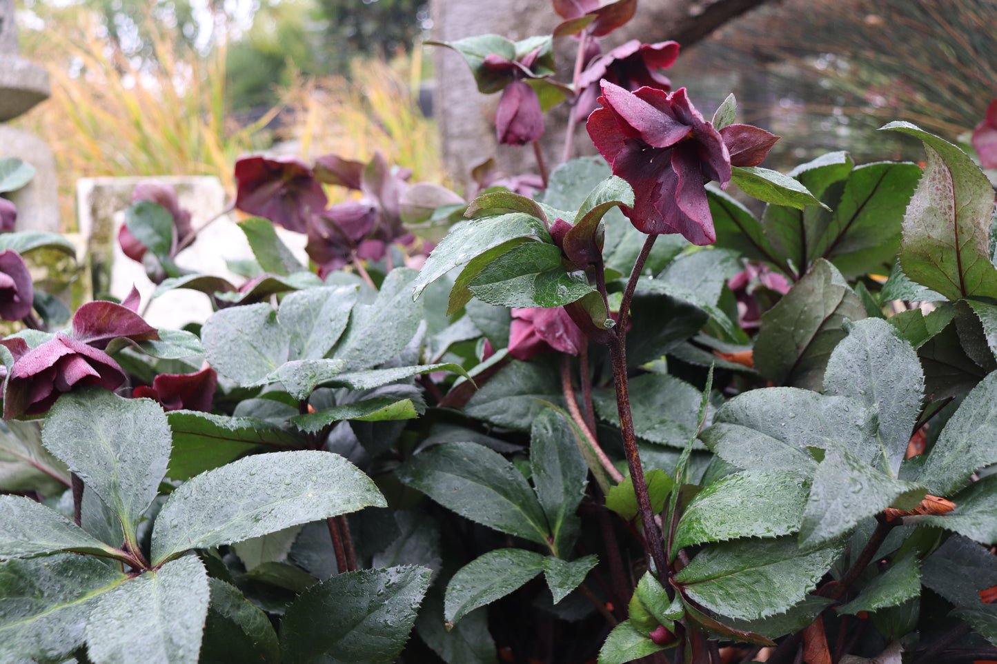 Helleborus Ice N Roses Merlot 3