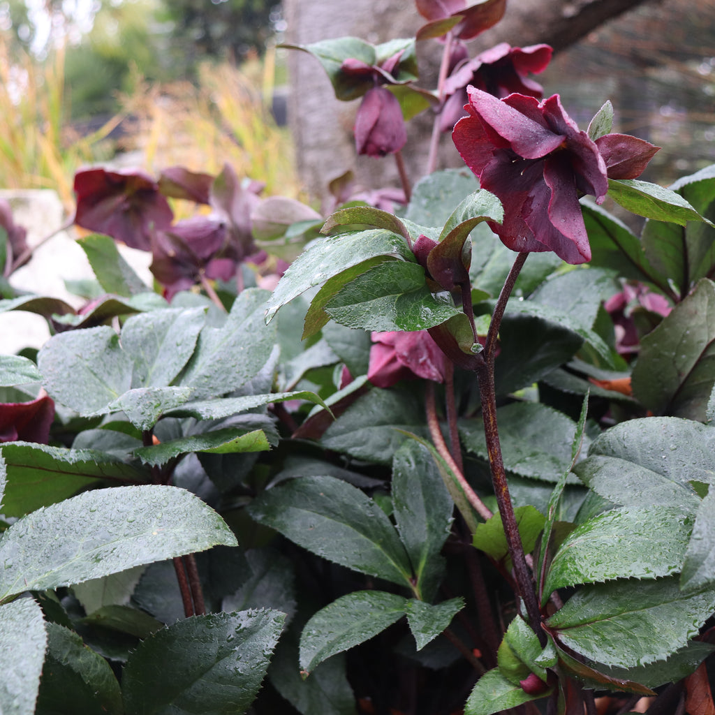 Helleborus Ice N Roses Merlot Image
