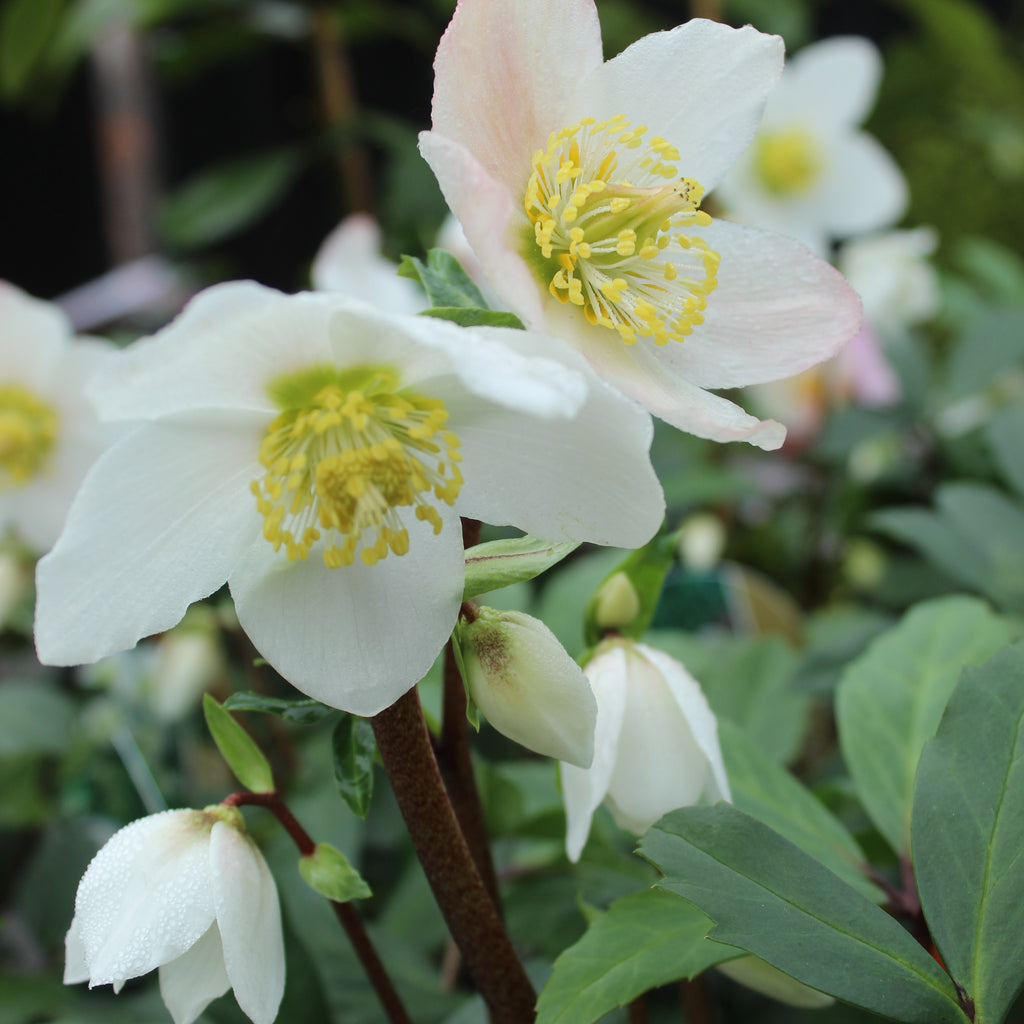 Helleborus Jacob Image