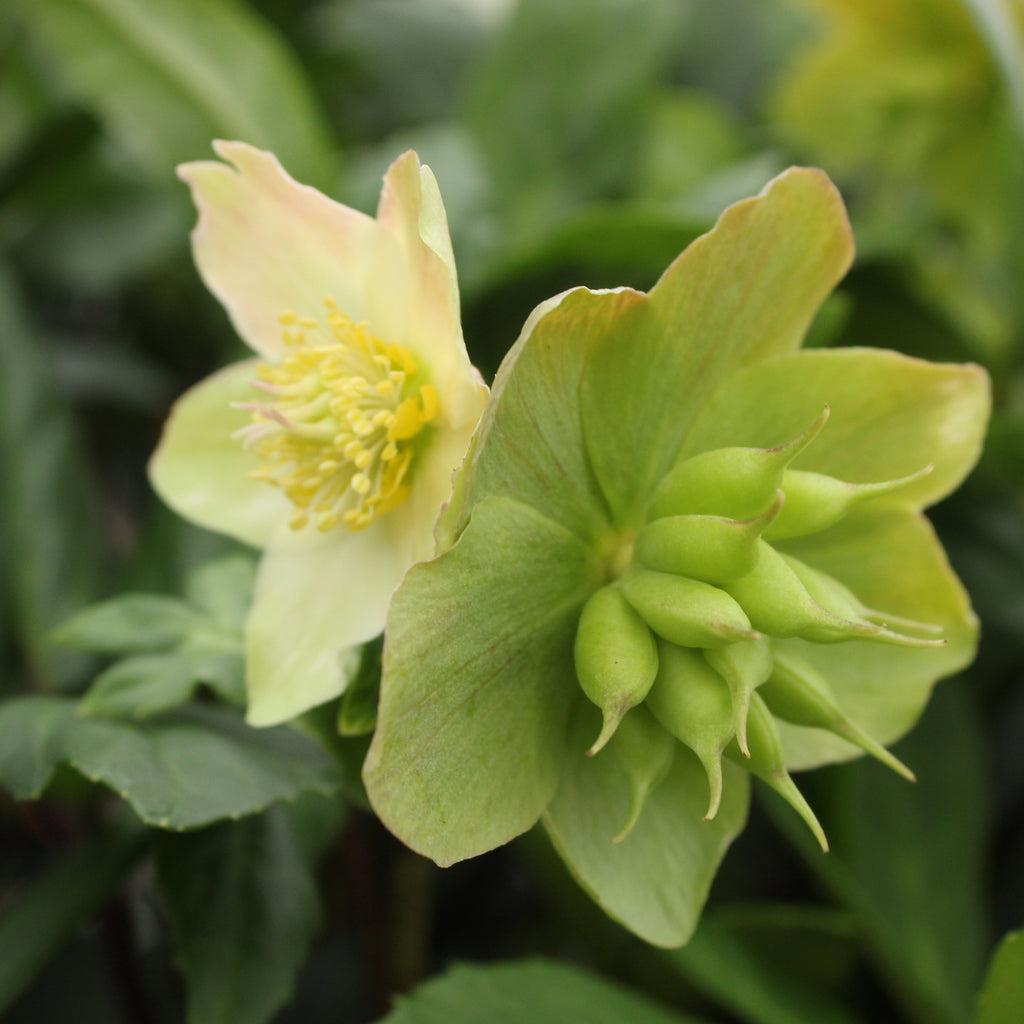 Helleborus Jacob Image