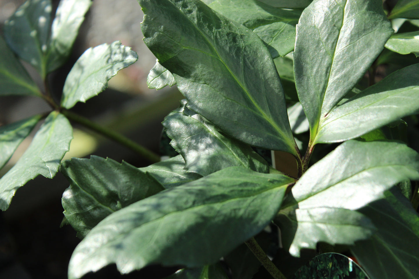 Helleborus Jasper