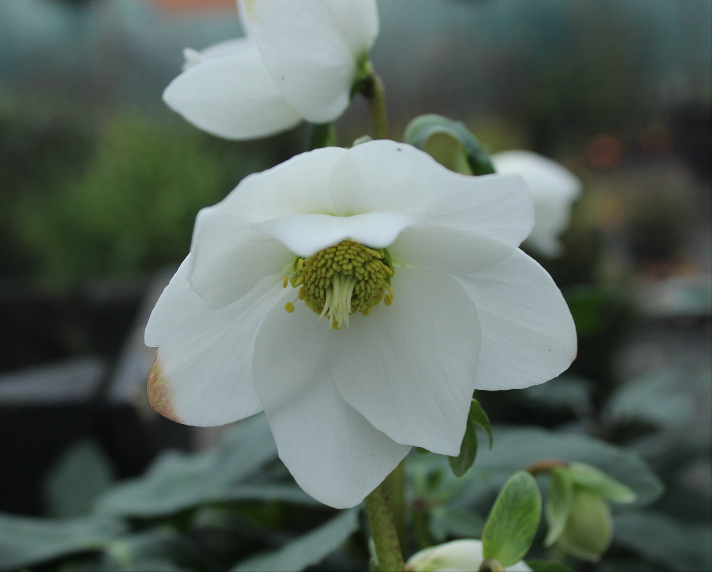 Helleborus Jasper 2