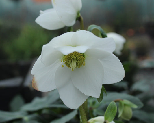 Helleborus Jasper 2