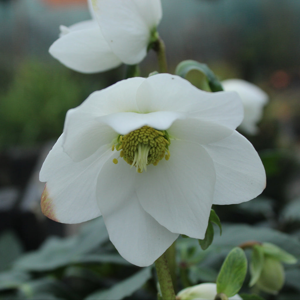 Helleborus Jasper Image