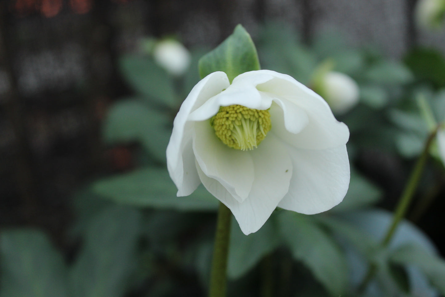 Helleborus Jasper 3