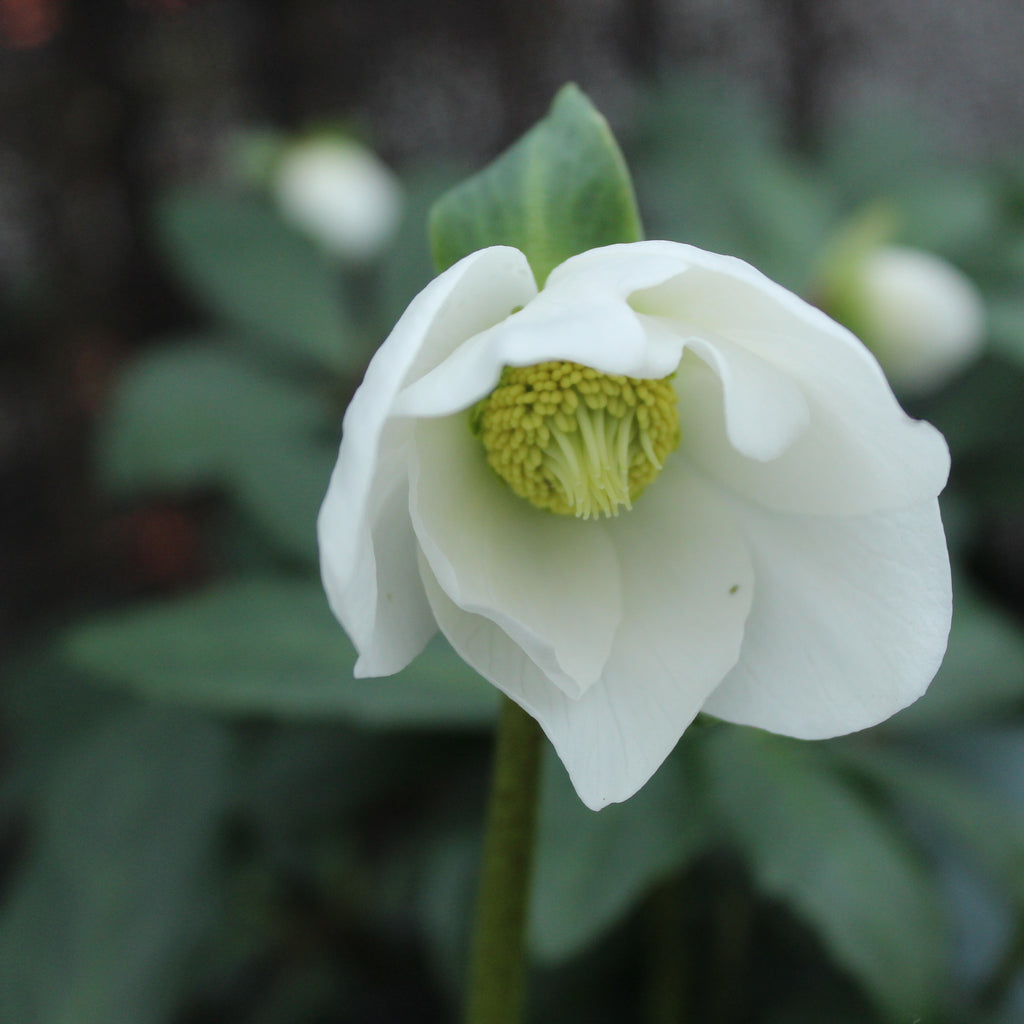 Helleborus Jasper Image