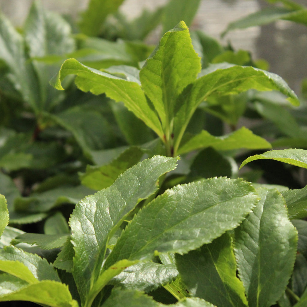 Helleborus Lily Image