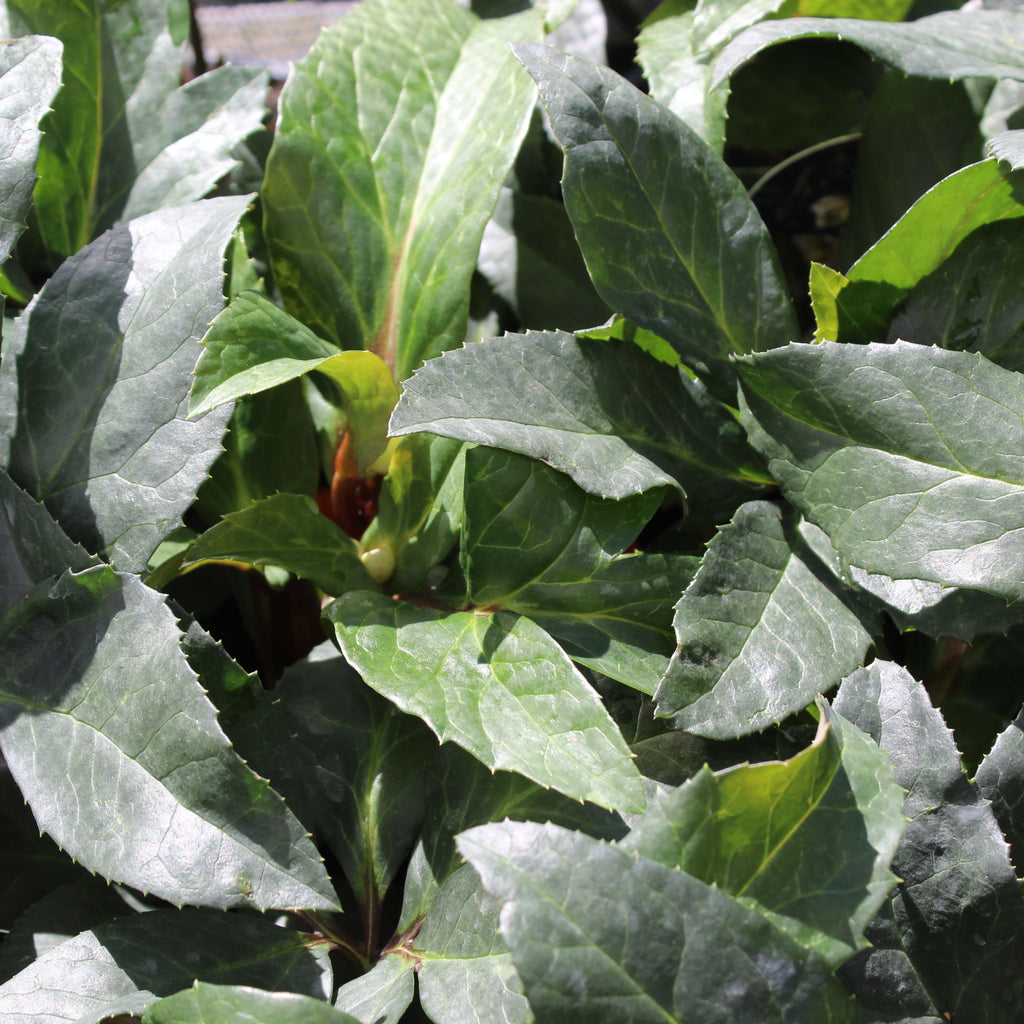 Helleborus Marlon Image