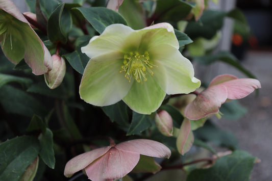 Helleborus Marlon 3