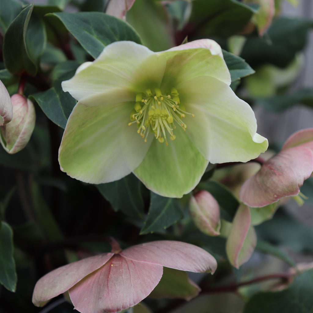 Helleborus Marlon Image