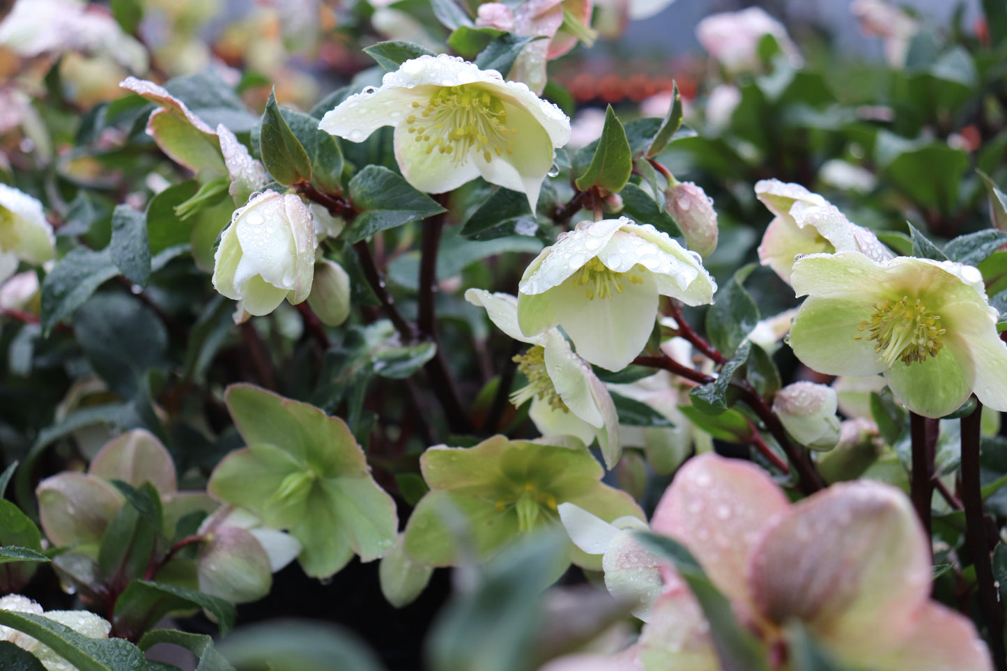 Helleborus Marlon 5