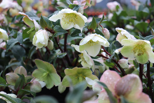 Helleborus Marlon 5