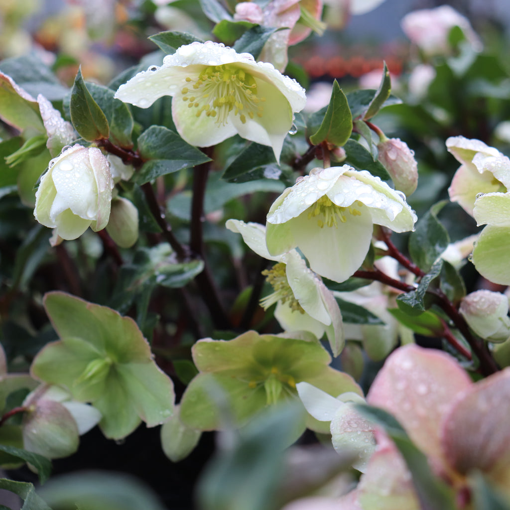 Helleborus Marlon Image