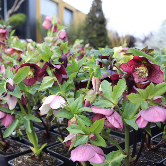 Helleborus Texture Hybrids 10