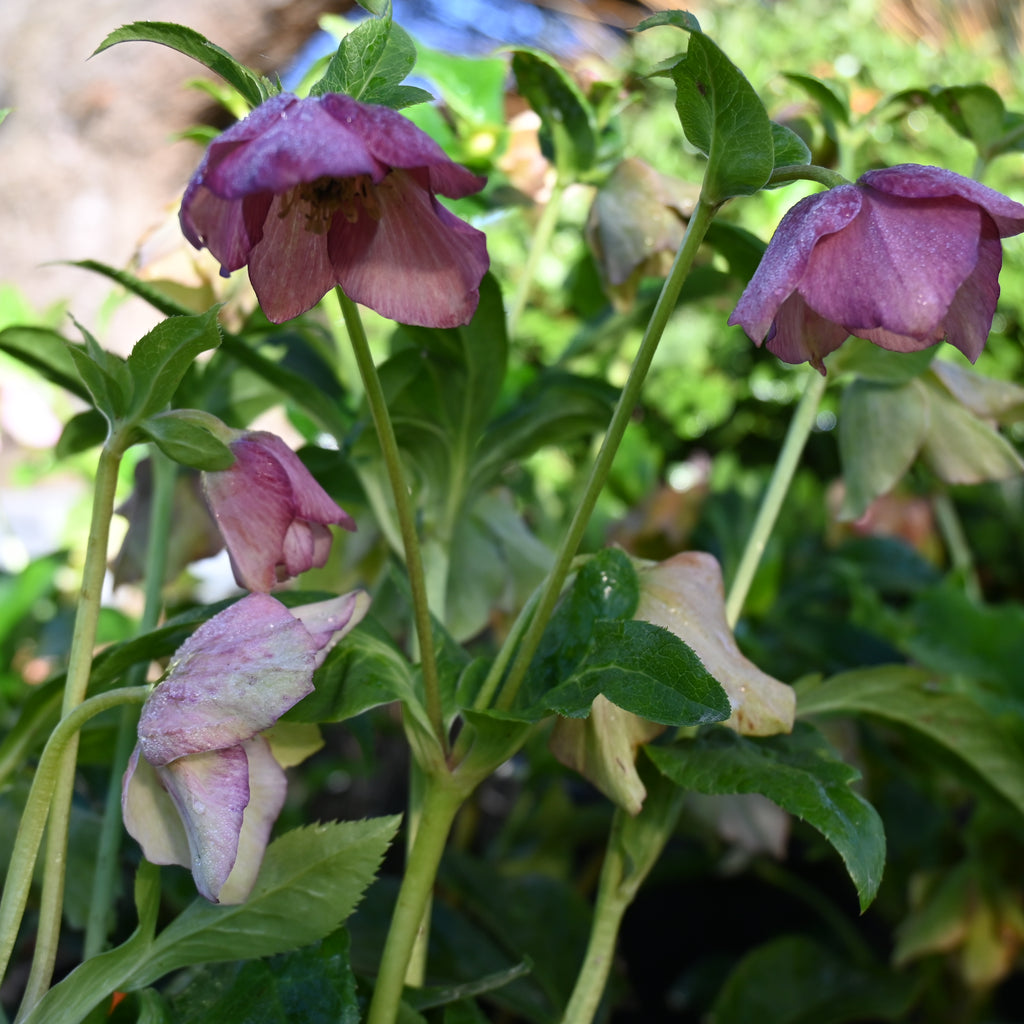 Helleborus Texture Hybrids Image