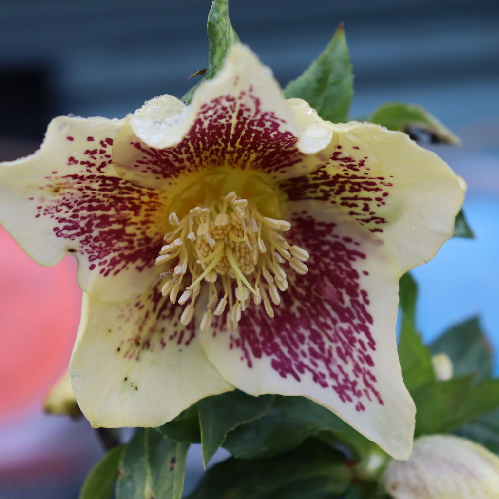 Helleborus Texture Hybrids Image
