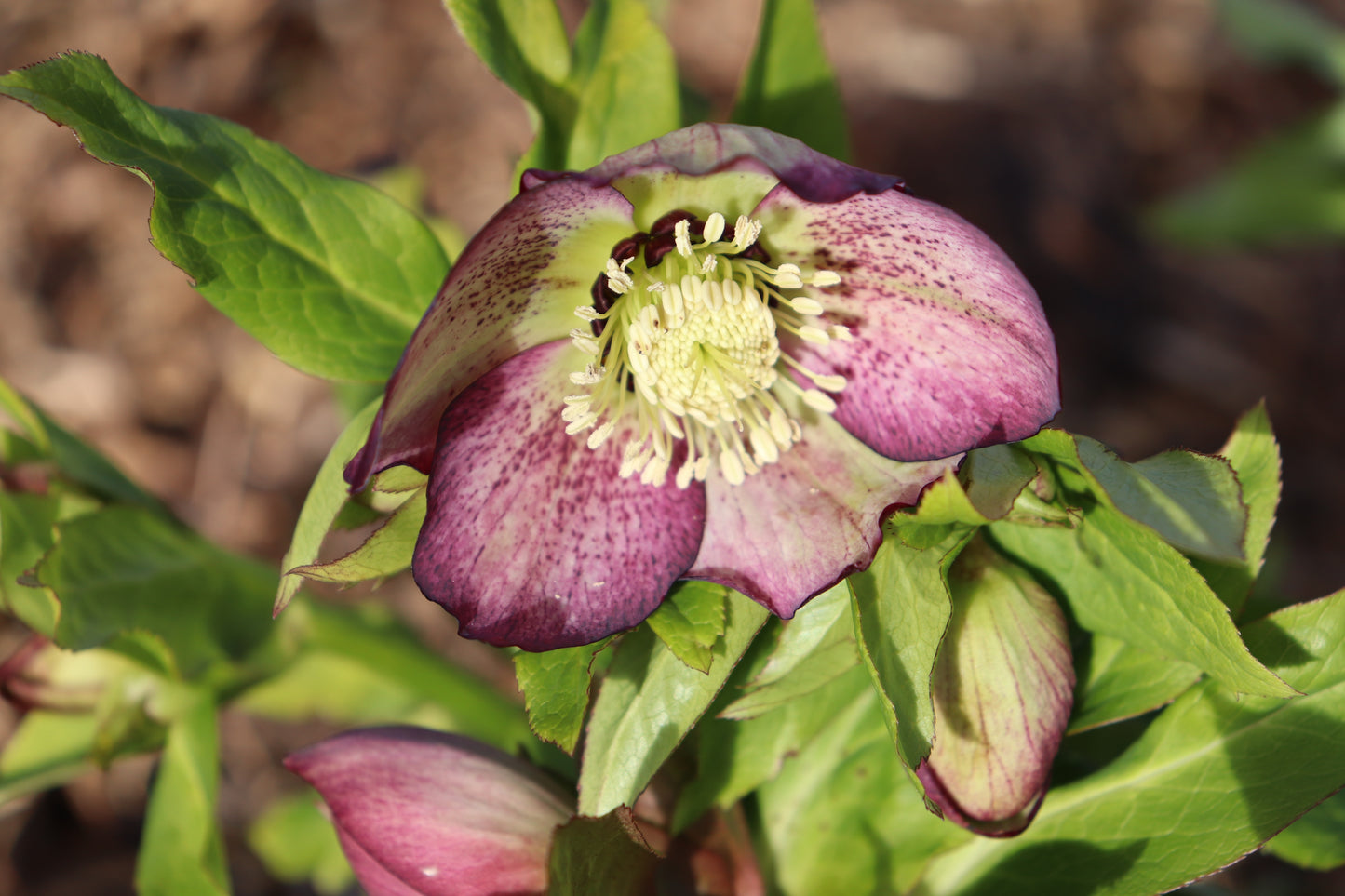 Helleborus Texture Hybrids 8