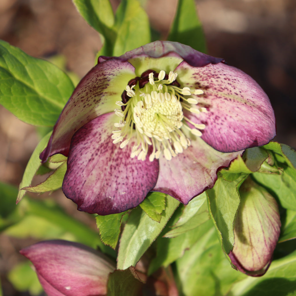 Helleborus Texture Hybrids Image
