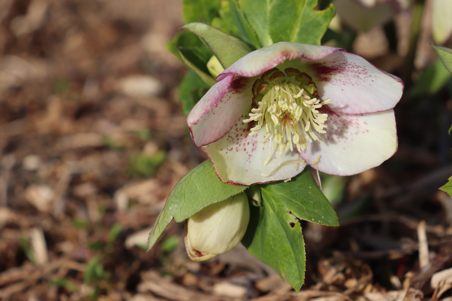 Helleborus Texture Hybrids 9