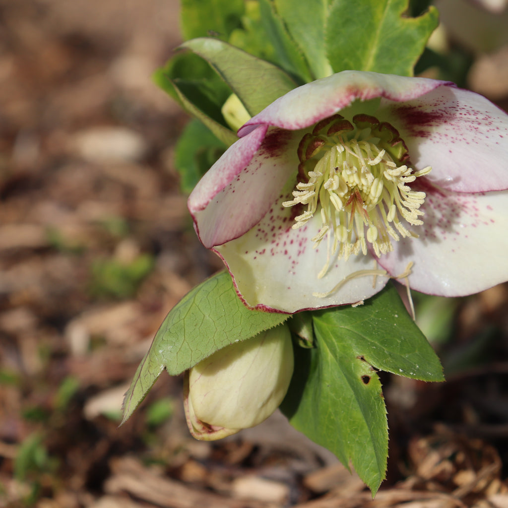 Helleborus Texture Hybrids Image