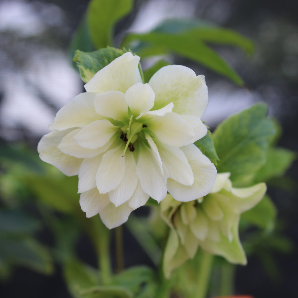 Helleborus o. Double Hybrids Image