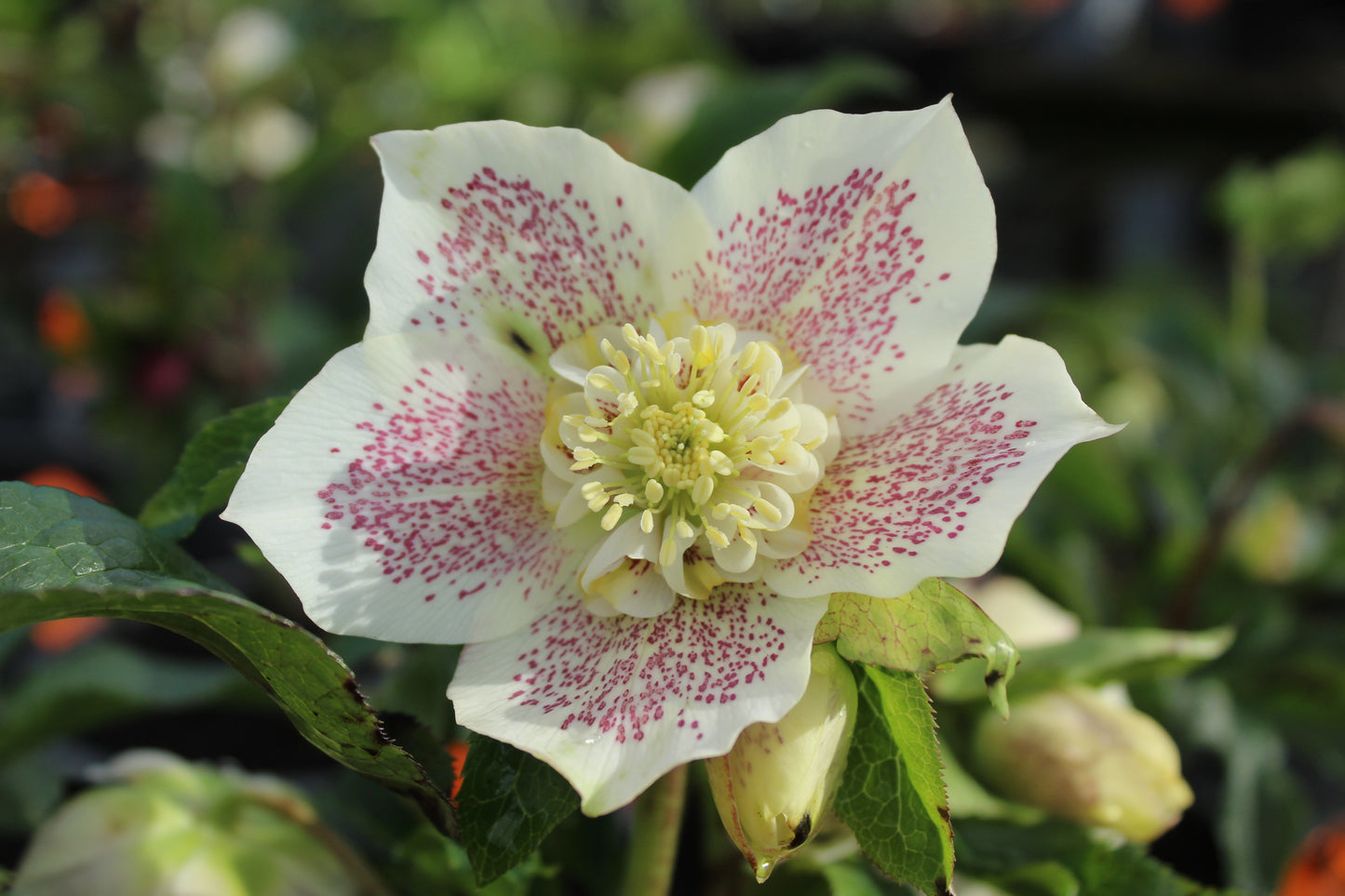 Helleborus o. Double Hybrids 2