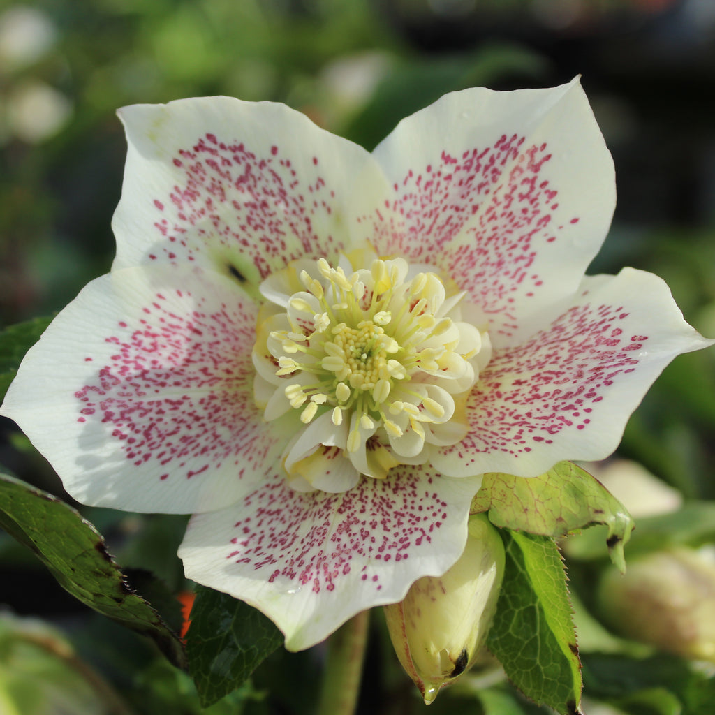 Helleborus o. Double Hybrids Image