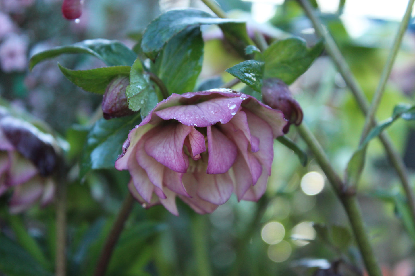 Helleborus o. Double Hybrids 3