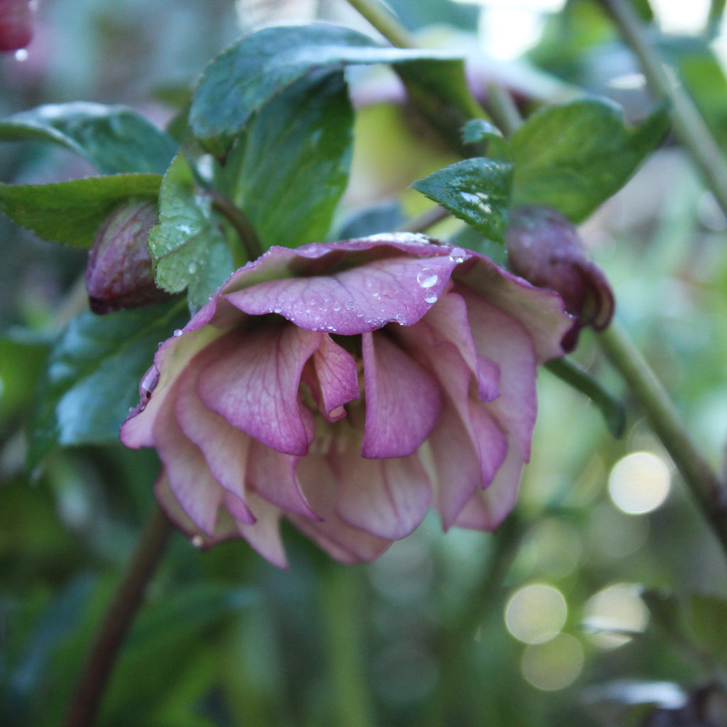 Helleborus o. Double Hybrids Image