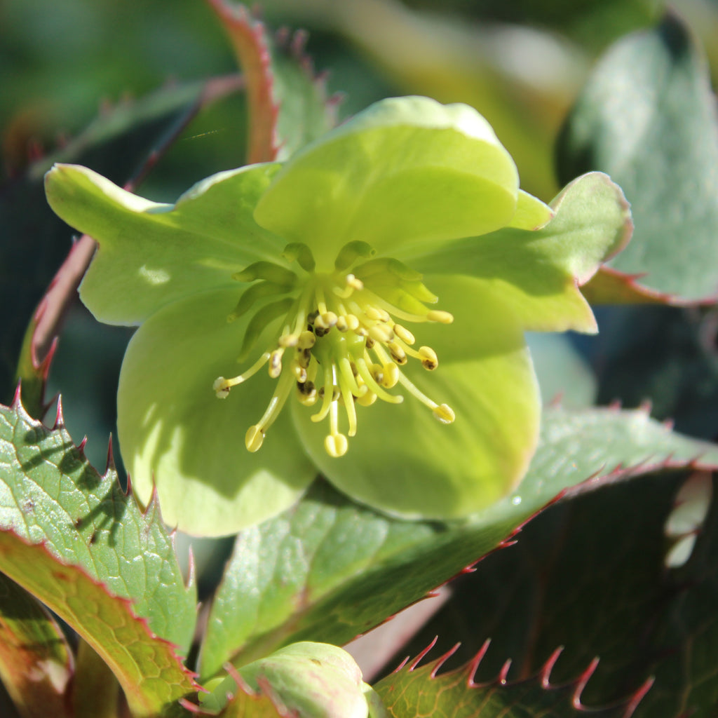 Helleborus sternii Image