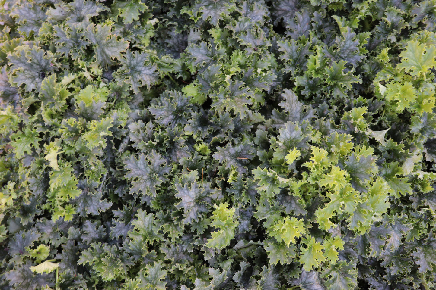 Heuchera Apple Crisp