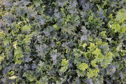 Heuchera Apple Crisp