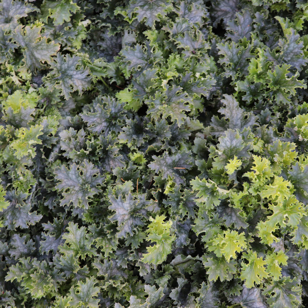 Heuchera Apple Crisp Image