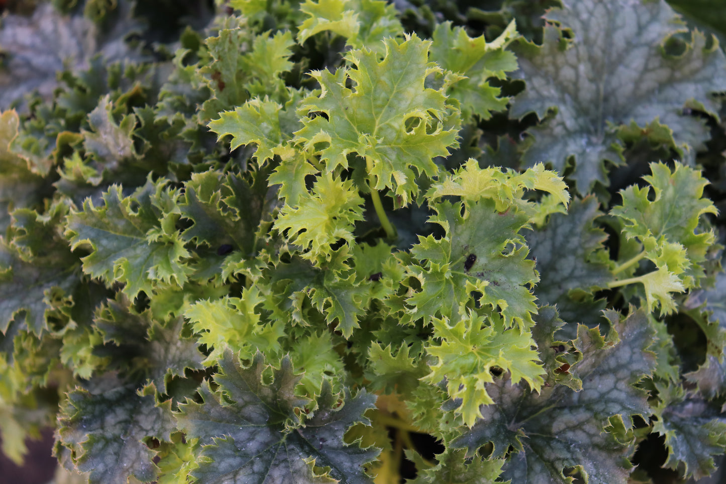 Heuchera Apple Crisp 2