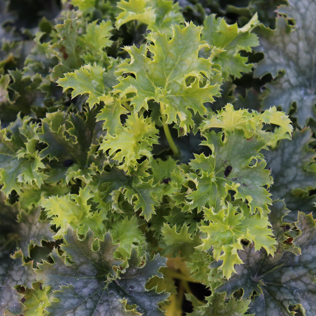 Heuchera Apple Crisp Image