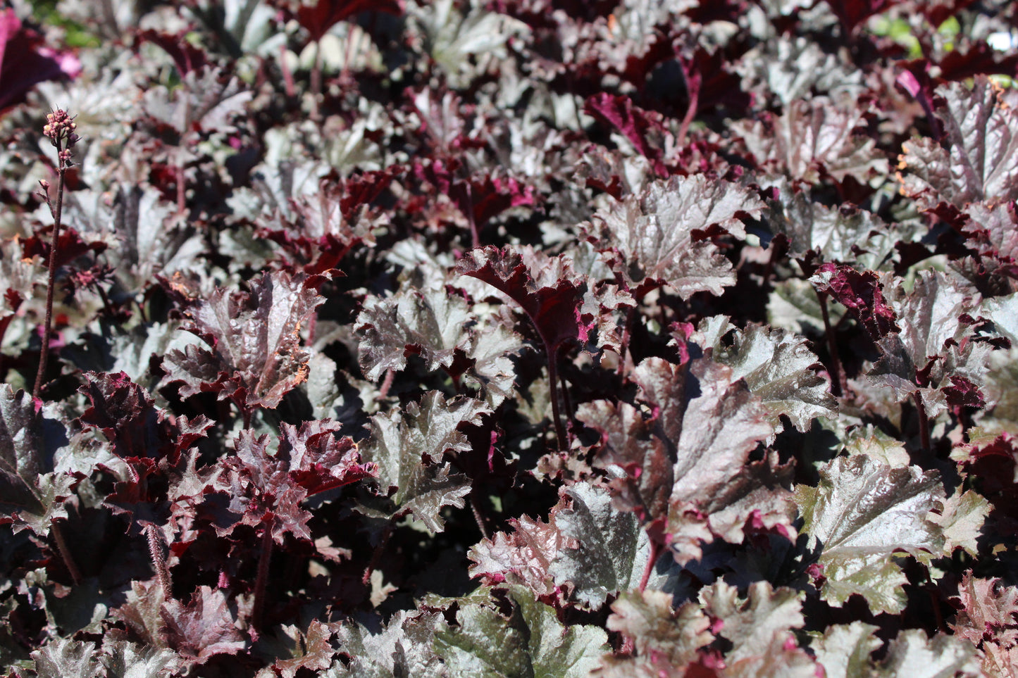 Heuchera Dark secret
