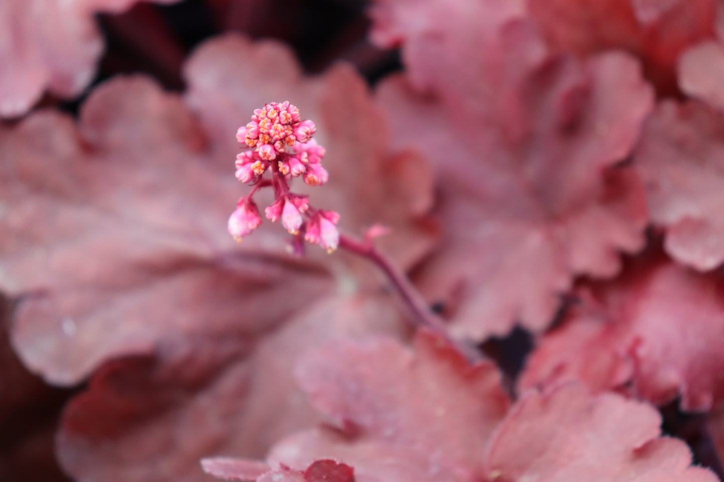 Heuchera Fire Alarm
