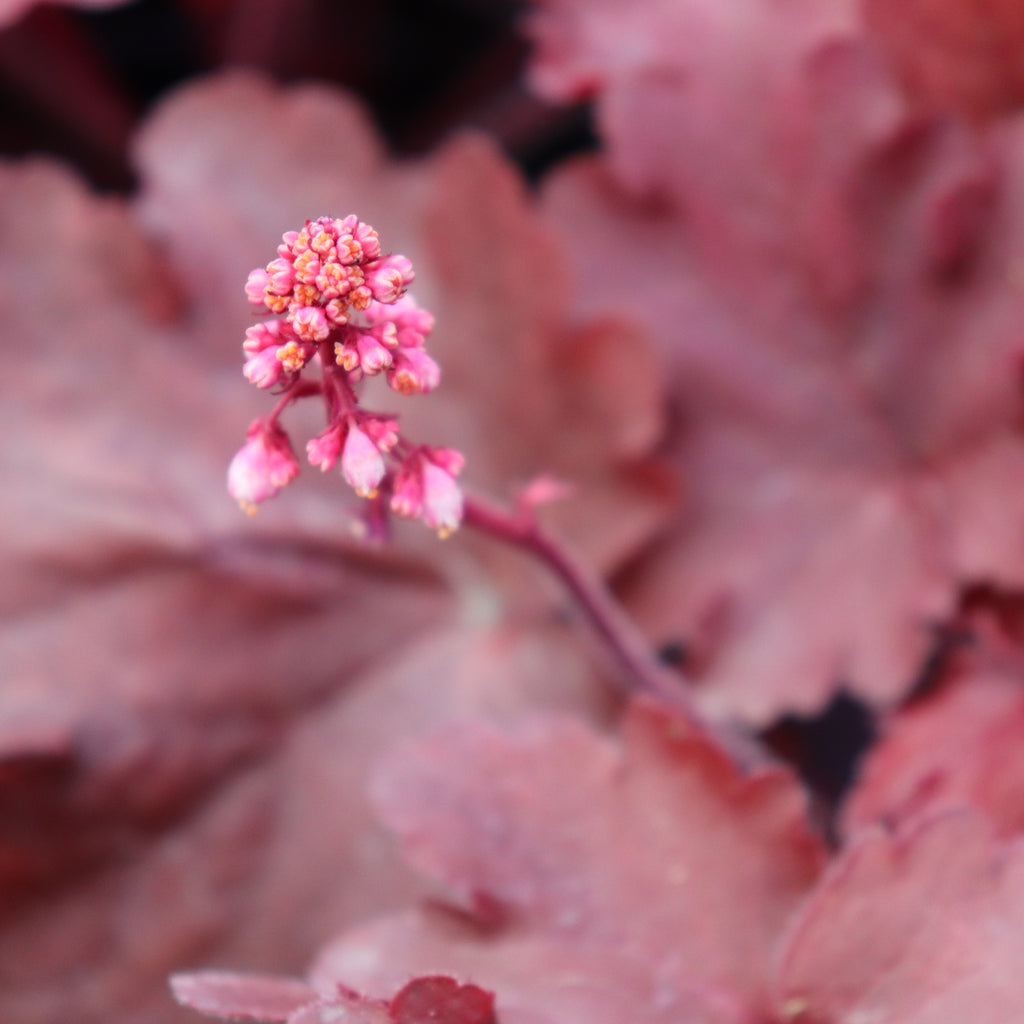 Heuchera Fire Alarm Image